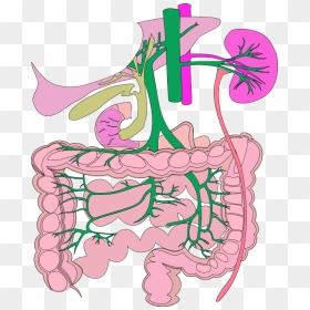 Digestive System Organs Colouring Pages - Digestive System Png Clipart, Transparent Png - digestive system png