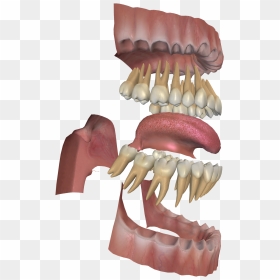 3d Digestive System Project - Teeth Gum And Jaw, HD Png Download - digestive system png