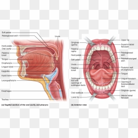 Oral Cavity Anterior View, HD Png Download - digestive system png