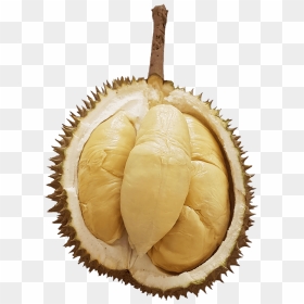Transparent Durian Png - Halal Logo In New Zealand, Png Download - durian png