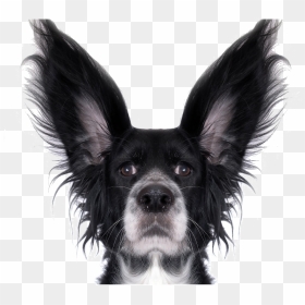 Hd Funny Animal Png - Funny Dog Png Transparent, Png Download - funny dog png