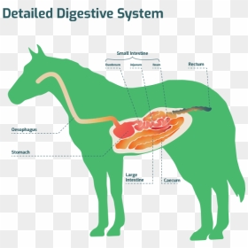 Detailed Digestive System - Stallion, HD Png Download - digestive system png