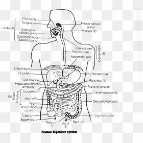 Names Of Digestive System, HD Png Download - digestive system png