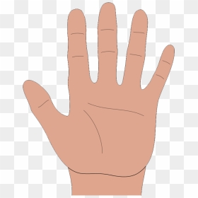 Skin Clipart Hand Palm - Dupuytren's Contracture In Baby, HD Png ...