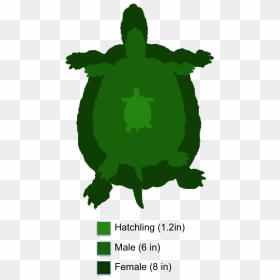 Clipart Turtle Land Turtle - Male Spiny Softshell Turtle, HD Png Download - turtle clipart png