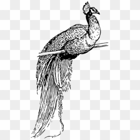 Animals, Sketch, Cartoon, Birds, Bird, Peacock, Animal - Peacock And The Crane Drawing, HD Png Download - cartoon animals png