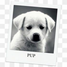 Funny Puppy Dog Picture And Wallpaper - Dog Quotes, HD Png Download - funny dog png