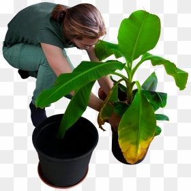 Replanting His Banana Trees Png Image - People Planting Transparent Background, Png Download - banana tree png