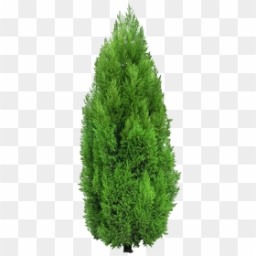 Cypress Tree Png Clipart - Cypress Tree Png, Transparent Png - trees in plan png