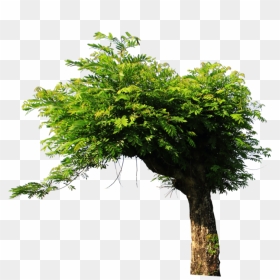 Tree Png For Picsart , Png Download - Tree Png For Picsart, Transparent Png - banana tree png