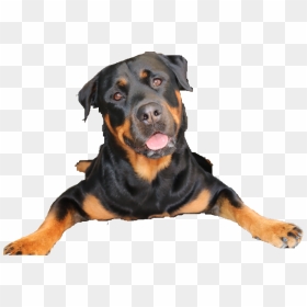 Transparent Rottweiler Png - Dog, Png Download - rottweiler png