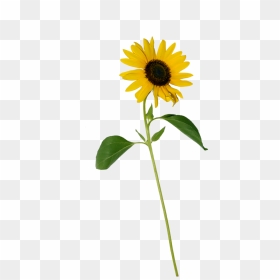 Single Flower Png - Single Sunflower White Background, Transparent Png - single flower png