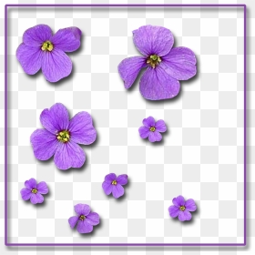 Single-flowers 1,200×1,200 Pixels - Viola, HD Png Download - single flower png