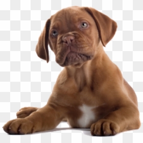 Dog Clipart Png - French Bullmastiff, Transparent Png - puppy clipart png