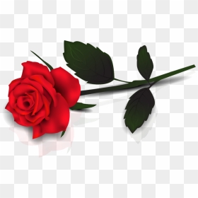Download Single Red Rose Transparent Png For Designing - Transparent Background Single Rose Png, Png Download - single flower png