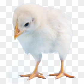 Png Baby Chick - Chicken, Transparent Png - baby chick png