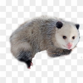 Transparent Opossum Clipart - Transparent Possum Clipart, HD Png Download - possum png