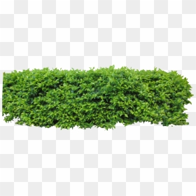 By Owhl Stock On Clip - Hedge Png, Transparent Png - top view png