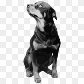 Rottweiler T Shirt Breed Clip Art - Rottweiler Quotes, HD Png Download - rottweiler png