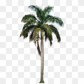 Palm Tree Png Image Download - Date Palm Tree Png, Transparent Png - palm tree png transparent