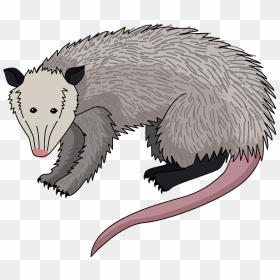 Possum Clipart - Cartoon, HD Png Download - possum png