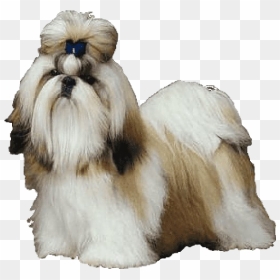 Shih Tzu Background Png - Raza De Perros Jitsu, Transparent Png - shih tzu png