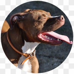 Pitbull Dog , Png Download - Bronzedog Rolled Leather Dog Collar, Transparent Png - pitbull dog png