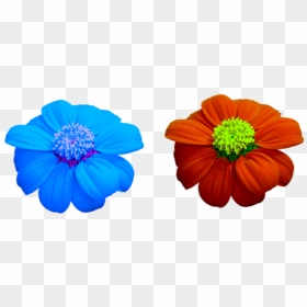 Single Flower Stock Pictures Royalty Free Photos - Common Zinnia, HD Png Download - single flower png