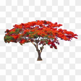#flamboyant #trees #tree #red #flowers #nature - Flame Tree, HD Png Download - banana tree png