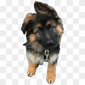 German Shepherd Puppy Png Clipart - Baby German Shepherd Puppy, Transparent Png - puppy clipart png