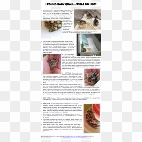Quail Info - Baby Quail Food, HD Png Download - baby chick png