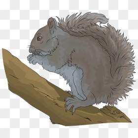 Eastern Grey Squirrel Clipart, HD Png Download - squirrel clipart png