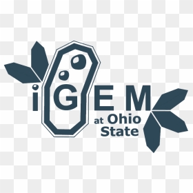 Graphic Design, HD Png Download - ohio state png
