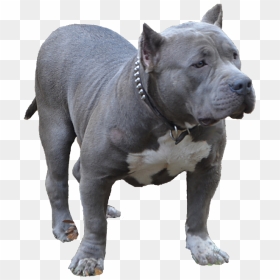 Blue Bully Pitbull - American Bully Png, Transparent Png - pitbull dog png