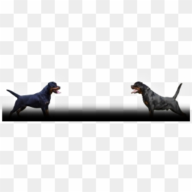Welcome To Pantheon Rottweilers - Cartoon, HD Png Download - rottweiler png