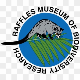 Force Office Of Scientific Research - Possum, HD Png Download - possum png