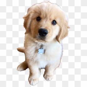 Golden Retriever Puppy Png Clipart - Golden Retriever Cutest Dog, Transparent Png - puppy clipart png