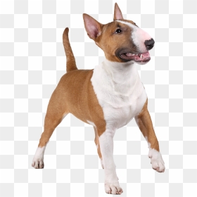 Bull Terrier Png, Transparent Png - pitbull dog png
