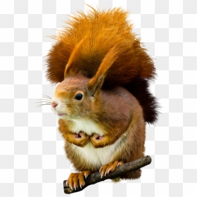 Eekhoorn Png, Transparent Png - squirrel clipart png