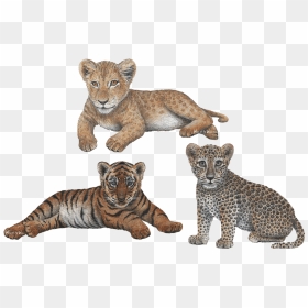 Lion And Leopard Cubs, HD Png Download - jungle animals png