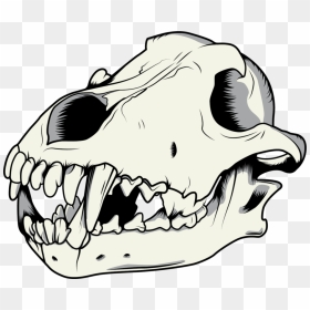 Gray Wolf Drawing Skull - Dog Skull Drawing, HD Png Download - skull vector png