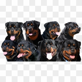 Managing Rottweiler Health Issues Gif Files , Png Download - Rottweiler For Sale South Africa, Transparent Png - rottweiler png