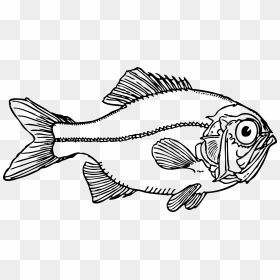 Transparent Fried Fish Png - Fish Clip Art, Png Download - fried fish png