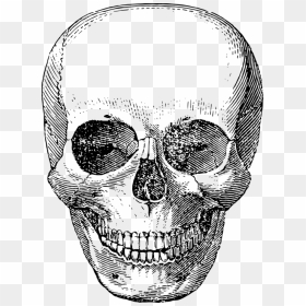 Skeleton Face Drawing, HD Png Download - skull vector png