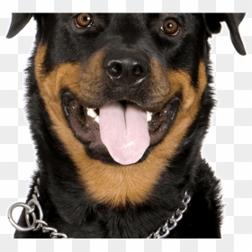 Rottweiler Puppies & Dogs - French Bulldog Vs Rottweiler Tv, HD Png Download - rottweiler png