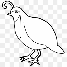 Clipart Bird Vector, HD Png Download - bird vector png