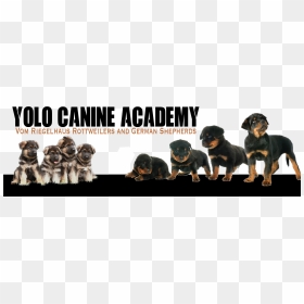 Rottweiler , Png Download - German Shepherd Puppies, Transparent Png - rottweiler png