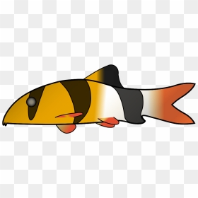Clown Loach Png Images - Clown Loach, Transparent Png - clown fish png
