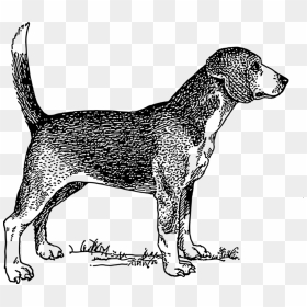 Beagle Dog Vector Illustration - Copyright Free Line Art Of Dogs, HD Png Download - dog vector png