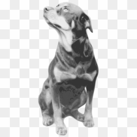 Photorealistic Vector Drawing Of Rottweiler - Rottweiler Quotes, HD Png Download - rottweiler png